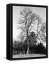 Ash Tree-null-Framed Stretched Canvas