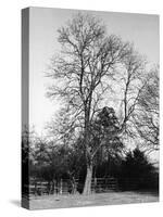 Ash Tree-null-Stretched Canvas