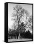 Ash Tree-null-Framed Stretched Canvas