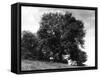 Ash Tree-null-Framed Stretched Canvas