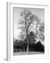 Ash Tree-null-Framed Photographic Print