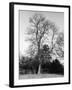 Ash Tree-null-Framed Photographic Print