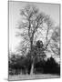 Ash Tree-null-Mounted Photographic Print