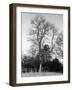 Ash Tree-null-Framed Photographic Print