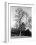 Ash Tree-null-Framed Photographic Print