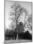 Ash Tree-null-Mounted Photographic Print