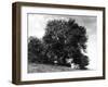 Ash Tree-null-Framed Photographic Print