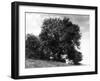 Ash Tree-null-Framed Photographic Print