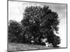 Ash Tree-null-Mounted Photographic Print