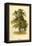 Ash Tree-W.h.j. Boot-Framed Stretched Canvas