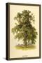 Ash Tree-W.h.j. Boot-Stretched Canvas