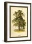 Ash Tree-W.h.j. Boot-Framed Art Print