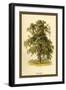 Ash Tree-W.h.j. Boot-Framed Art Print