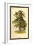 Ash Tree-W.h.j. Boot-Framed Art Print