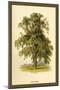 Ash Tree-W.h.j. Boot-Mounted Art Print