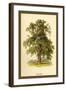 Ash Tree-W.h.j. Boot-Framed Art Print