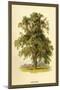 Ash Tree-W.h.j. Boot-Mounted Art Print