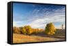 Ash Trees in Autumn Color at Arrowwood NWR, North Dakota, USA-Chuck Haney-Framed Stretched Canvas