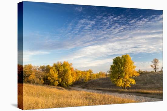Ash Trees in Autumn Color at Arrowwood NWR, North Dakota, USA-Chuck Haney-Stretched Canvas