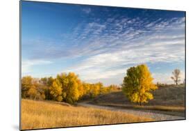 Ash Trees in Autumn Color at Arrowwood NWR, North Dakota, USA-Chuck Haney-Mounted Photographic Print