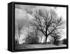 Ash Trees-null-Framed Stretched Canvas