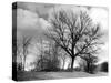 Ash Trees-null-Stretched Canvas