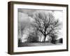 Ash Trees-null-Framed Photographic Print