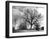 Ash Trees-null-Framed Photographic Print