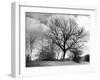 Ash Trees-null-Framed Photographic Print