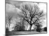 Ash Trees-null-Mounted Photographic Print