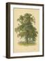 Ash-William Henry James Boot-Framed Giclee Print