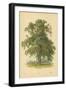 Ash-William Henry James Boot-Framed Giclee Print