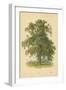 Ash-William Henry James Boot-Framed Giclee Print