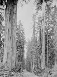 Cedar Trees, Clearwater, WA, 1936-Ashael Curtis-Giclee Print