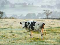 Friesen Cow Standing in Pasture-Ashley Cooper-Framed Photographic Print