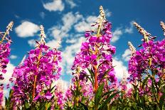 Rose bay willowherb flowering in the Lyth Valley, England-Ashley Cooper-Framed Photographic Print