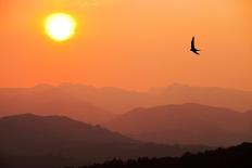 View of sunset over mountains with flying swift, Cumbria, UK-Ashley Cooper-Photographic Print