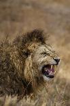 Spotted hyena (Crocuta crocuta), Serengeti National Park, Tanzania, East Africa, Africa-Ashley Morgan-Photographic Print