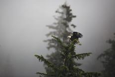 Bald eagle (Haliaeetus leucocephalus), Chugach National Forest, Alaska, United States of America, N-Ashley Morgan-Photographic Print