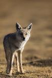 Spotted hyena (Crocuta crocuta), Ngorongoro Conservation Area, Tanzania, East Africa, Africa-Ashley Morgan-Photographic Print