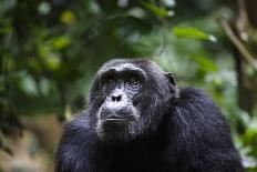 Juvenile olive baboon sitting in tree, Arusha National Park, Tanzania, East Africa, Africa-Ashley Morgan-Photographic Print