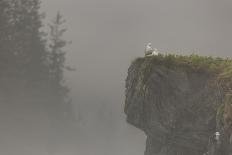 Glacous-winged gulls (Larus glaucescens) perched on a cliff in the mist, Valdez, Alaska, United Sta-Ashley Morgan-Photographic Print