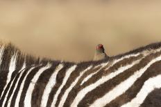 Burchell's zebra at sunrise (Equus quagga), Serengeti National Park, Tanzania, East Africa, Africa-Ashley Morgan-Photographic Print