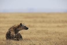Black-backed jackal (Canis mesomelas), Ngorongoro Conservation Area, Tanzania, East Africa, Africa-Ashley Morgan-Photographic Print