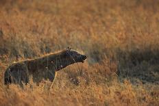 Burchell's zebra at sunrise (Equus quagga), Serengeti National Park, Tanzania, East Africa, Africa-Ashley Morgan-Photographic Print