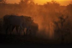 Burchell's zebra at sunrise (Equus quagga), Serengeti National Park, Tanzania, East Africa, Africa-Ashley Morgan-Photographic Print