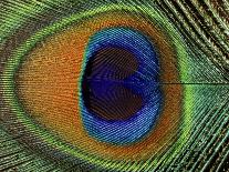 Close-Up of the Eye of a Peacock Feather, (Pavo Cristatus)-Ashok Jain-Mounted Photographic Print