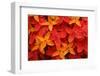 Ashoka Flowers, Popular Flowers Grows in Southern India-SNEHIT-Framed Photographic Print