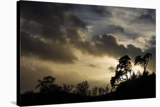 Ashton Court, Bristol, England, United Kingdom, Europe-Bill Ward-Stretched Canvas