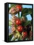 Ashwagandha Berries on Branch-Ottmar Diez-Framed Stretched Canvas